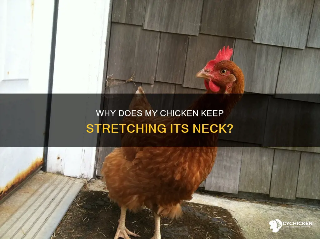 what does it mean when your chicken keeps stretching neck