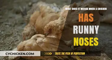 Chicken Runny Noses: What Does It Mean?