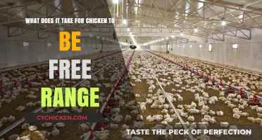 Free-Range Chickens: Roaming, Feeding, and Living Freely