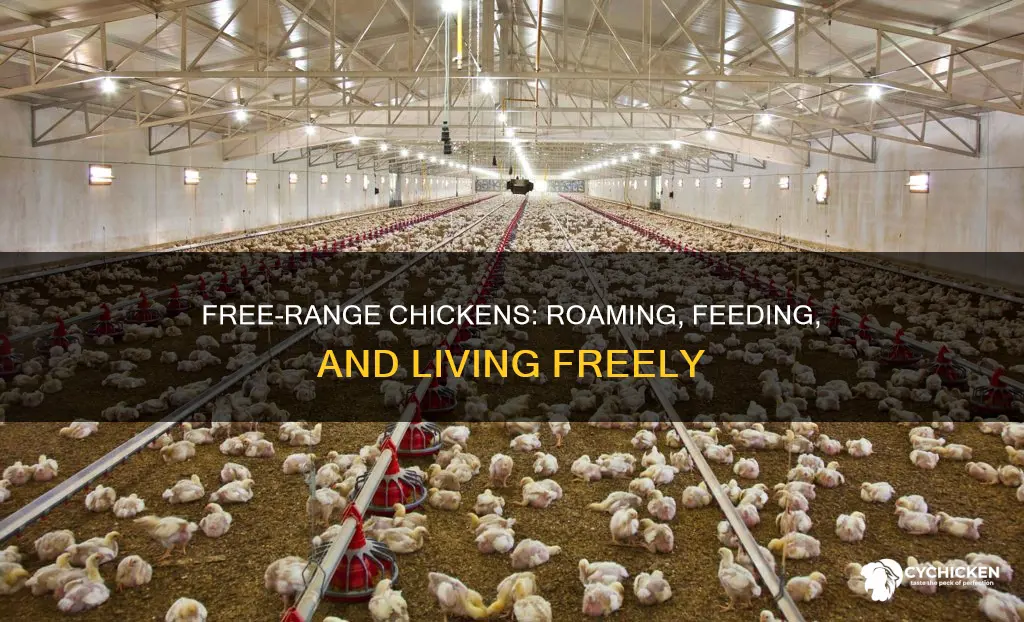 what does it take for chicken to be free range