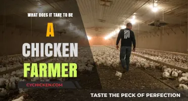 Chicken Farming: What You Need to Know
