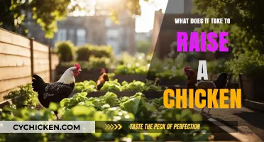 Raising Chickens 101: Essential Tips for Happy, Healthy Birds