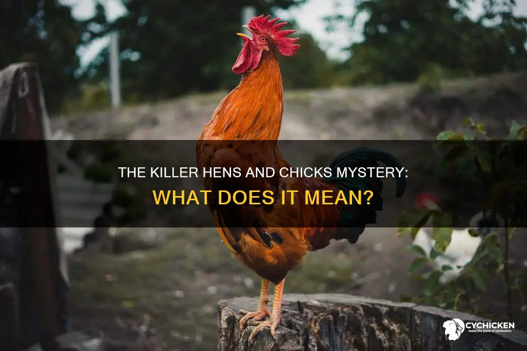 what does killer mean in killer hens and chicks
