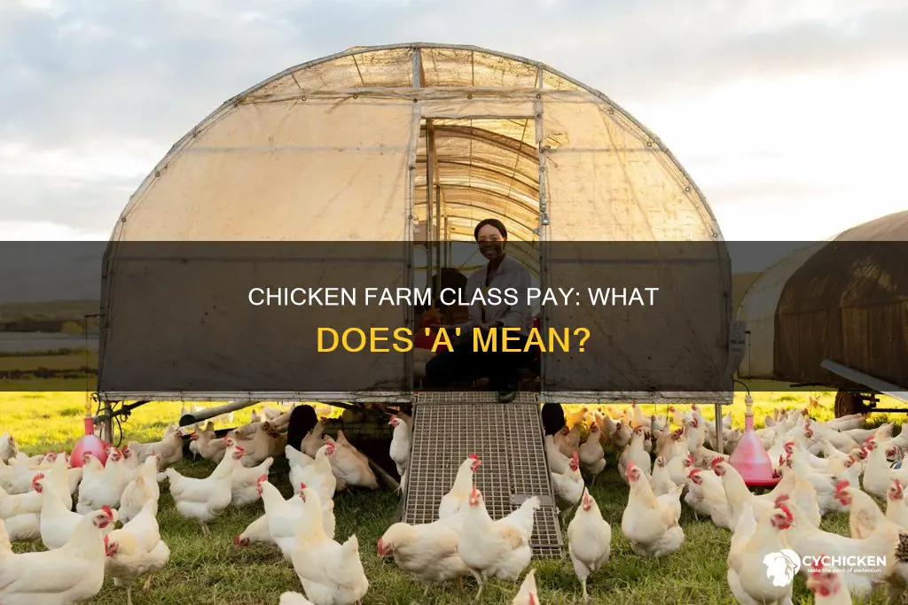 what does mean class pay a in chicken farm