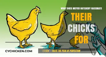 Meyer Hatchery's Chick Vaccination Program: Protecting Poultry Health