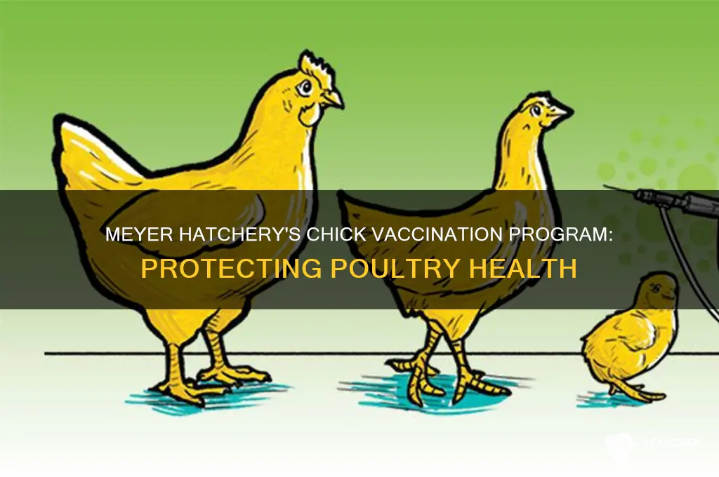 what does meyer hatchery vaccinate their chicks for