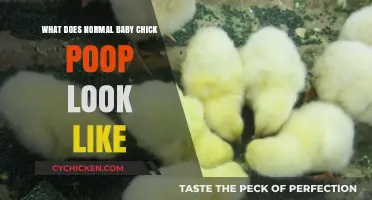 Understanding Healthy Baby Chick Poop: Color, Consistency, and What's Normal