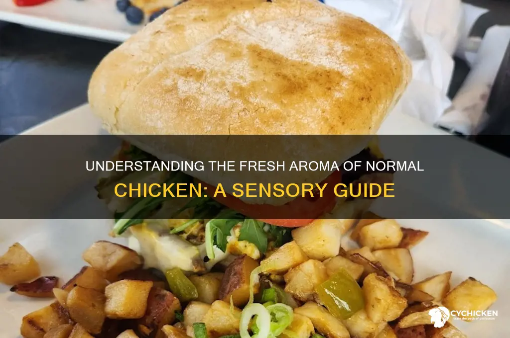 what does normal chicken smell like
