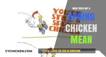 What Does 'Not a Spring Chicken' Mean? Exploring the Idiom's Origins and Usage