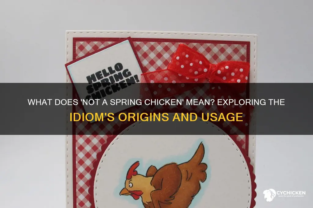 what does not a spring chicken mean