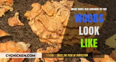 Identifying Aged Chicken of the Woods: Appearance and Characteristics Explained