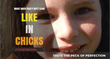 Identifying Pasty Butt in Chicks: Symptoms and Visual Guide