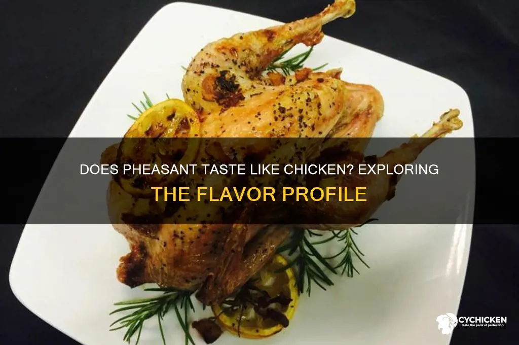 what does pheasant taste like chicken