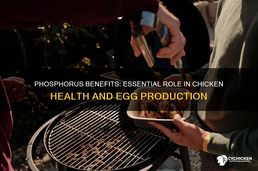 what does phosphorus do for a chicken