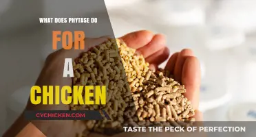 Phytase Benefits: Enhancing Chicken Nutrition and Growth Naturally