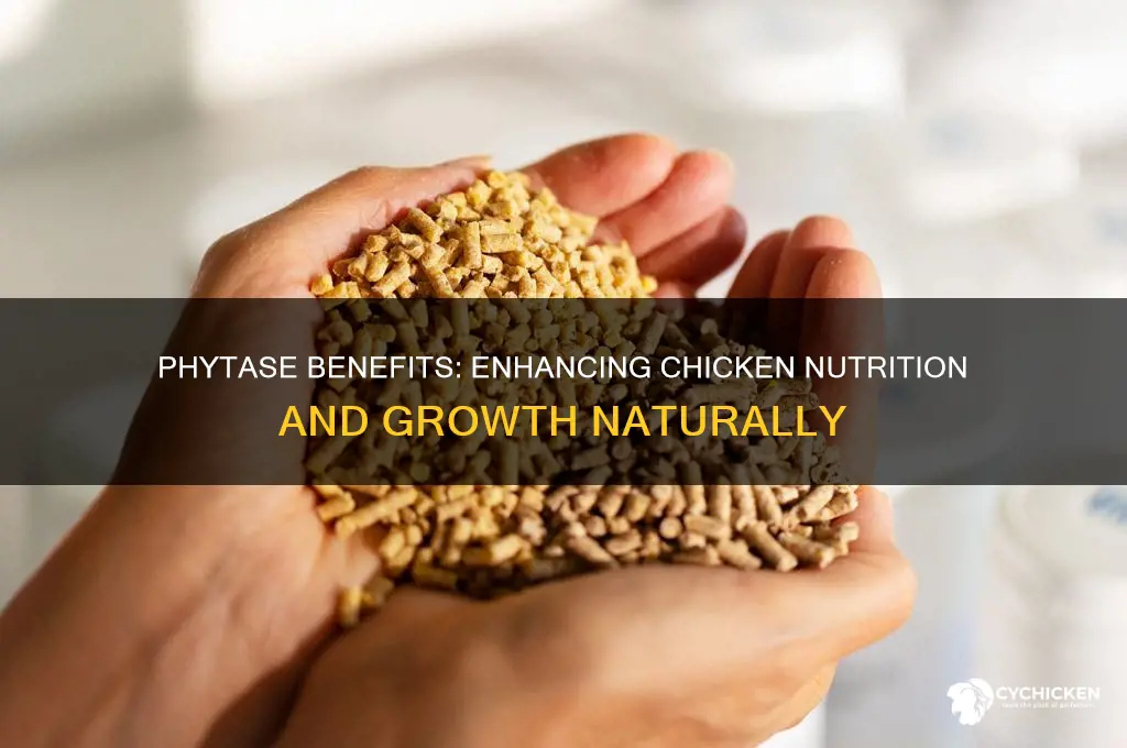 what does phytase do for a chicken