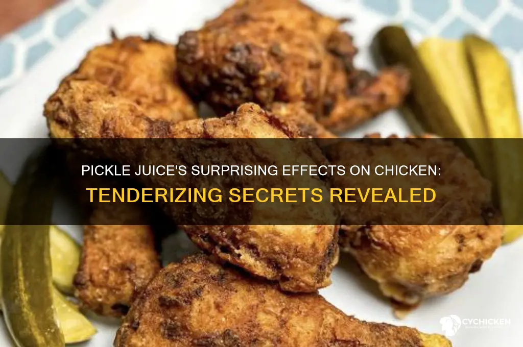 what does pickle juice do to chicken