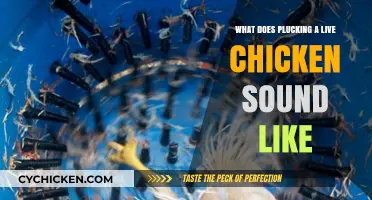 The Disturbing Sound of Plucking a Live Chicken: A Chilling Experience
