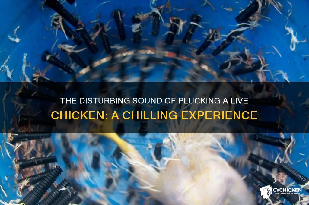 what does plucking a live chicken sound like