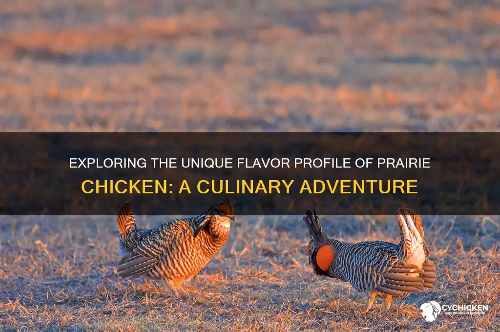 what does prairie chicken taste like