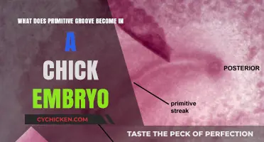 Primitive Groove: Chick Embryo's Neural Tube Evolution