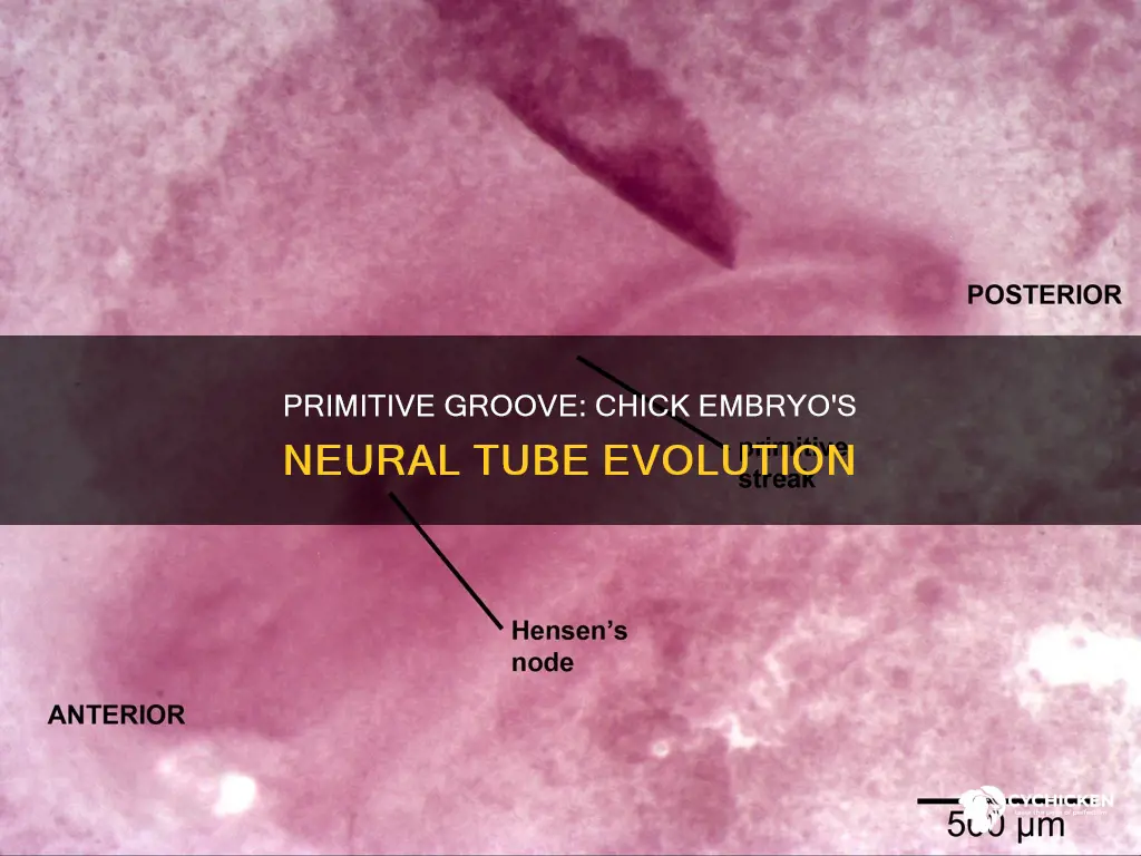 what does primitive groove become in a chick embryo