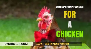 Purple Poop in Chickens: Causes, Concerns, and What to Do
