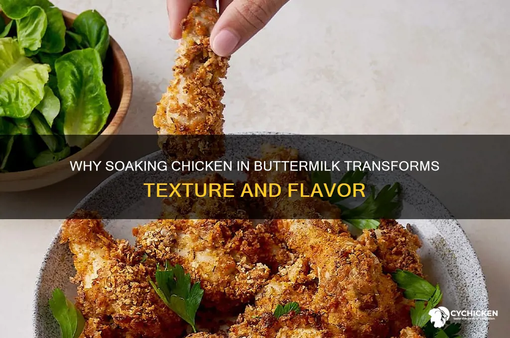 what does putting chicken in buttermilk do
