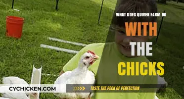 Quiver Farm's Chick Care: Raising, Nurturing, and Ethical Practices Explained