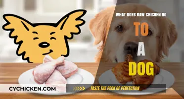 Raw Chicken Risks: How It Affects Your Dog's Health and Safety