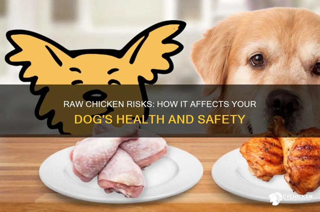 what does raw chicken do to a dog