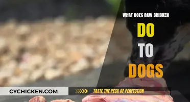 Can Dogs Eat Raw Chicken? Risks and Benefits Explained