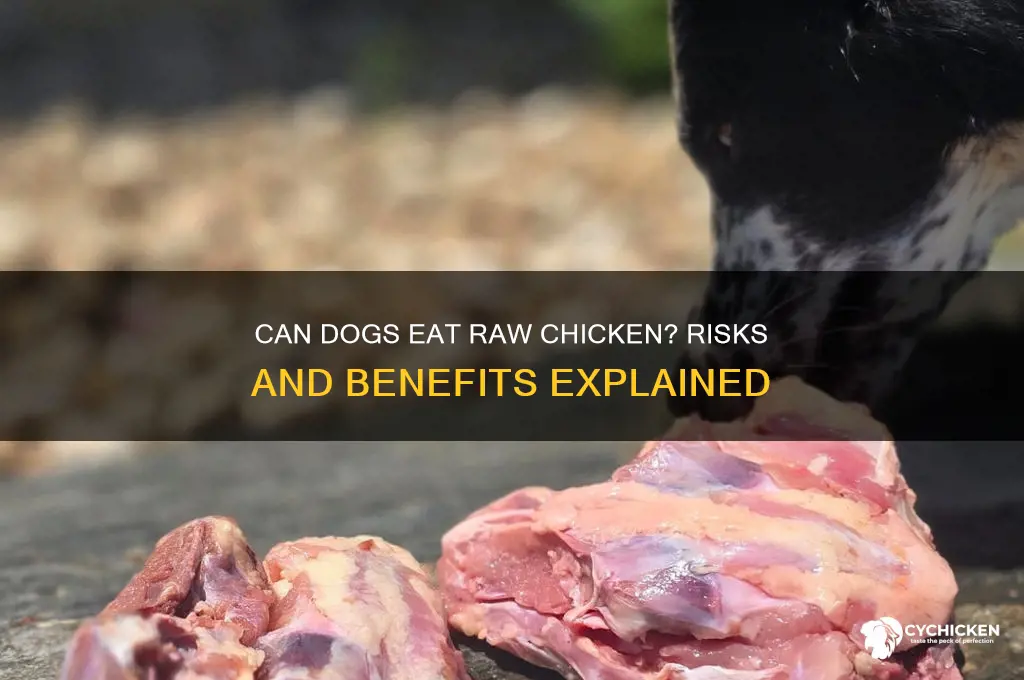 what does raw chicken do to dogs