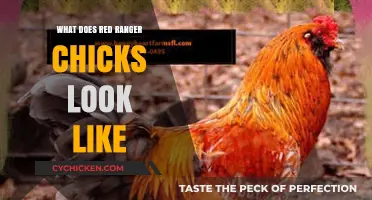 Red Ranger Chick Appearance: Identifying Features and Characteristics Explained