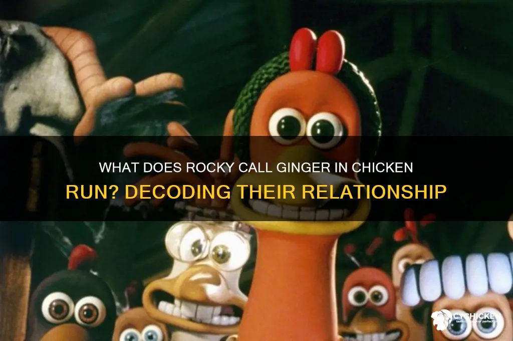 what does rocky call ginger in chicken run