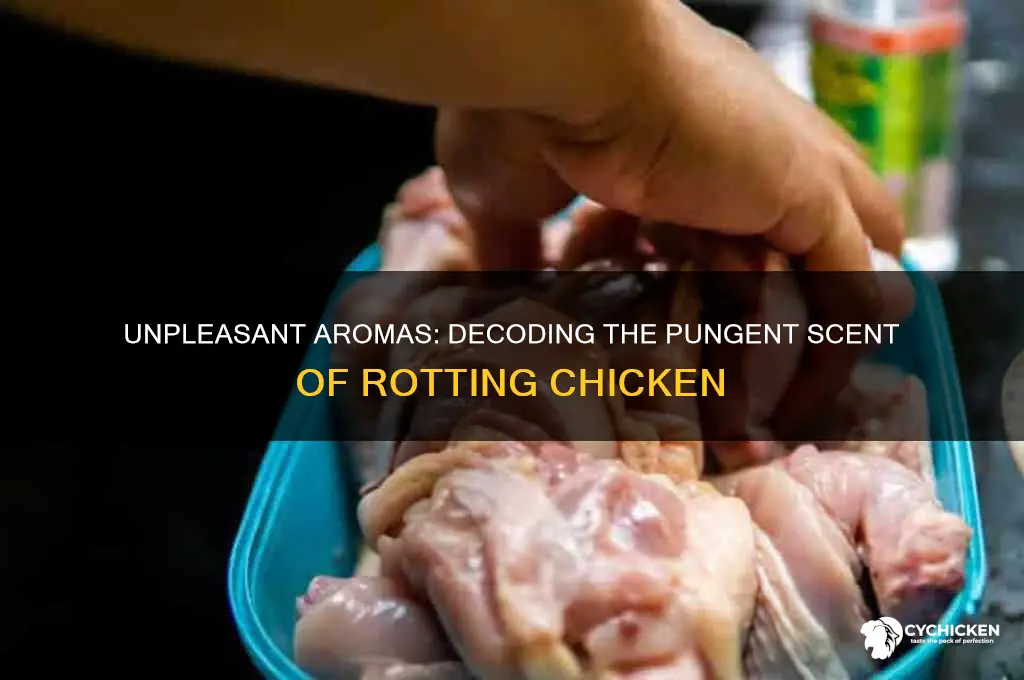 what does rotting chicken smell like