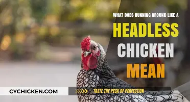Running Around Like a Headless Chicken: Decoding the Chaotic Idiom