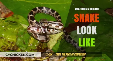 Identifying Chicken Snakes: Appearance, Characteristics, and Key Features Explained