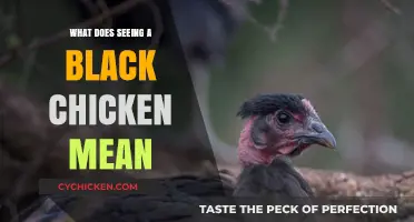 Unveiling the Mystical Meaning Behind Spotting a Black Chicken