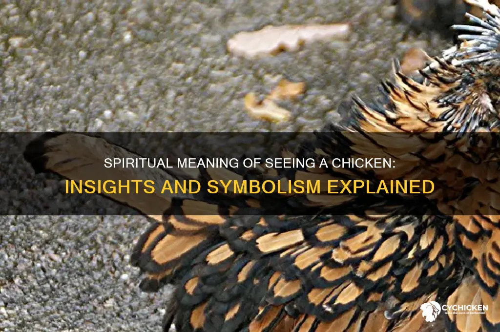 what does seeing a chicken mean spiritually