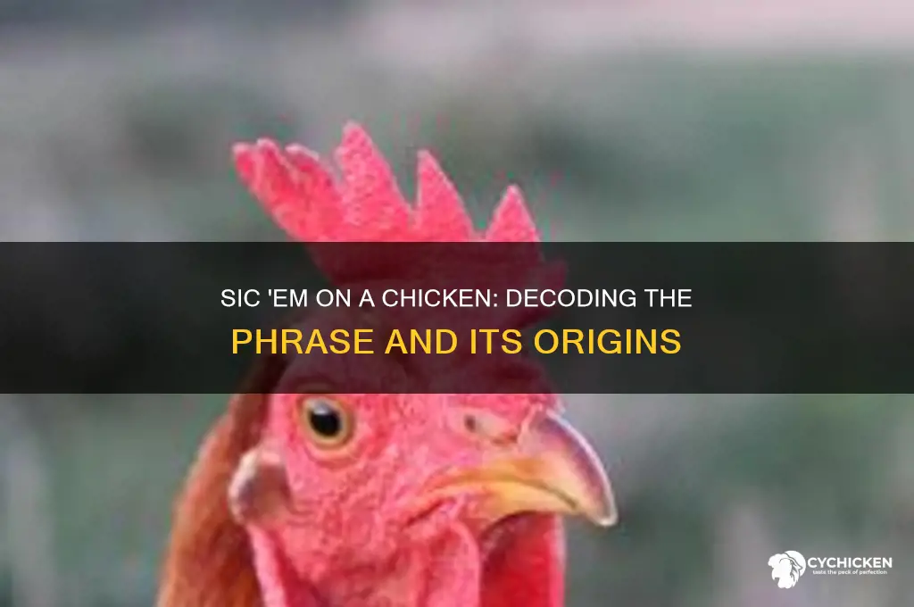 what does sic em on a chicken mean
