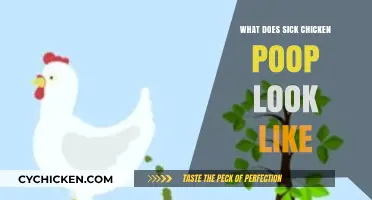 Identifying Unhealthy Chicken Droppings: What Does Sick Chicken Poop Look Like?