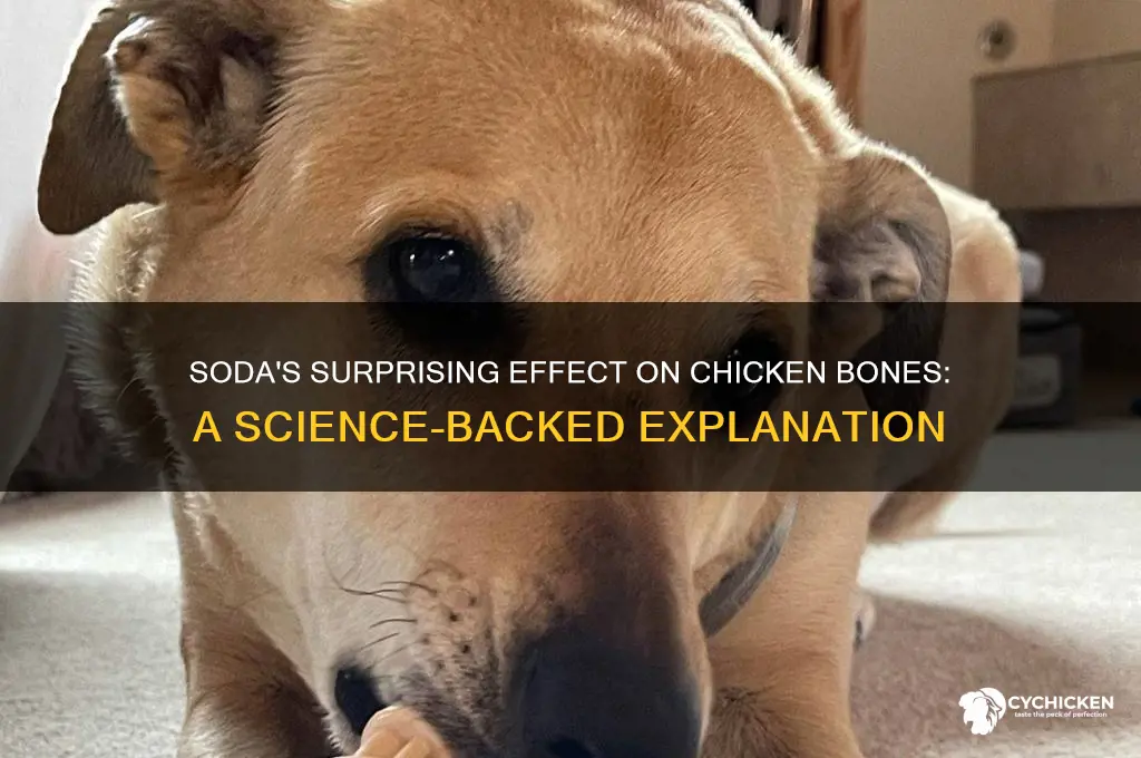 what does soda do to chicken bones