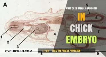 Chick Embryo Development: How the Spinal Cord Forms and Functions