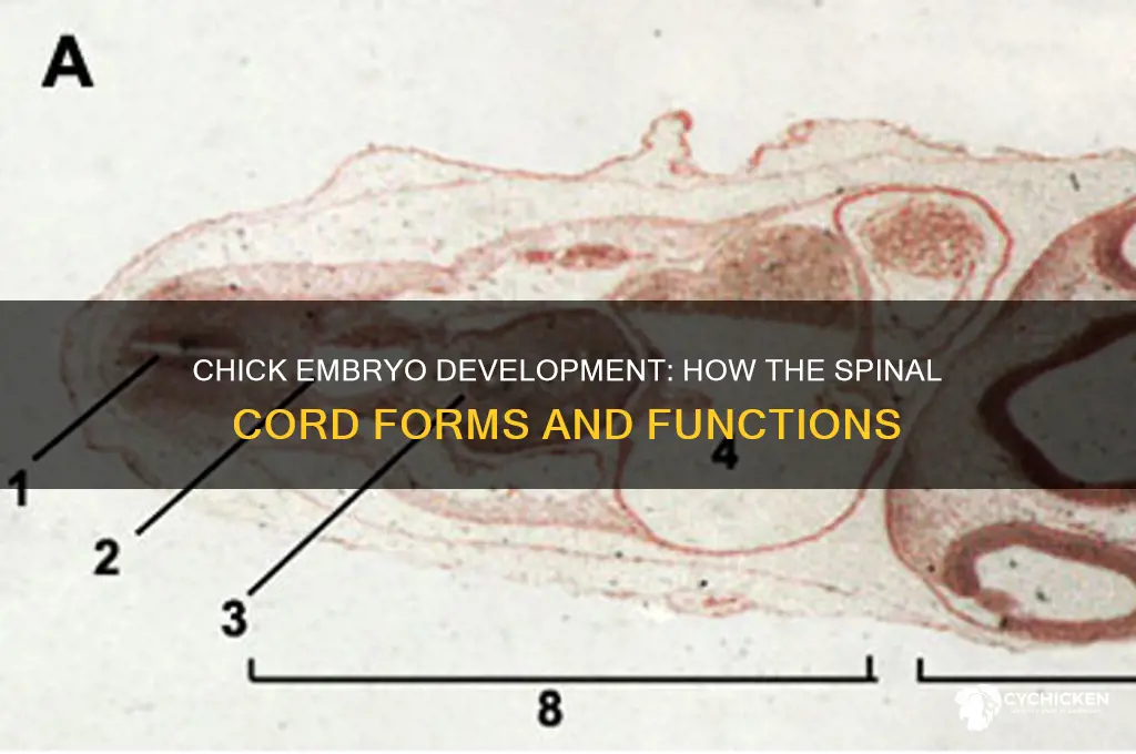 what does spinal cord form in chick embryo