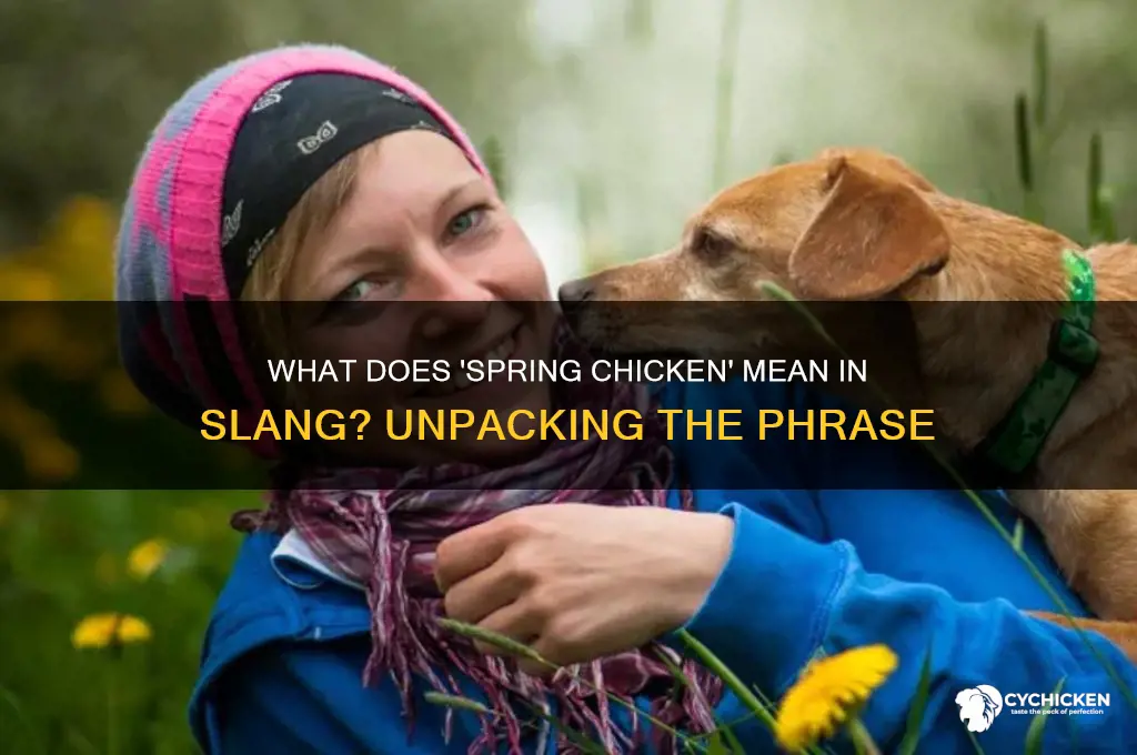 what does spring chicken mean in slang