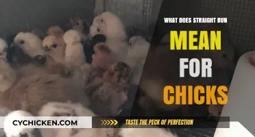 Understanding Straight Run Chicks: What It Means for Your Flock