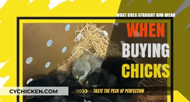 Understanding Straight Run Chicks: What It Means for Your Flock