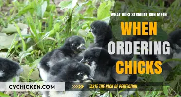 Understanding Straight Run Chicks: What It Means for Your Flock
