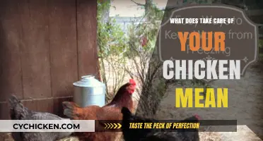 Understanding 'Take Care of Your Chicken': Essential Tips for Happy, Healthy Birds